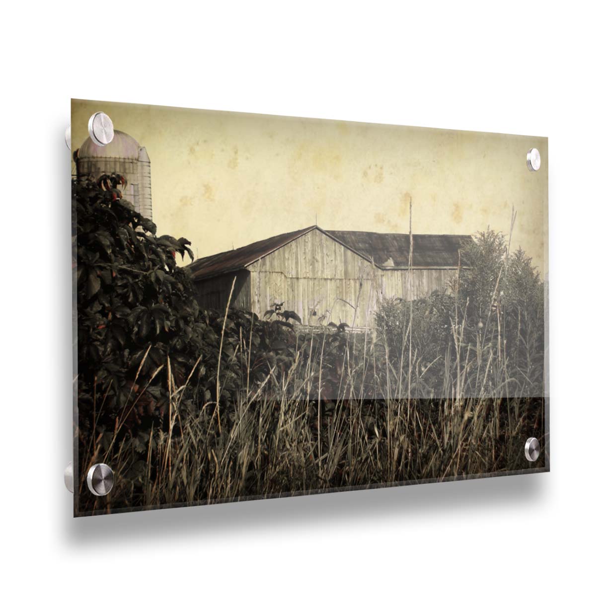 A sepia tone photo of a barn peeking through a foreground of tall grasses and foliage. Printed on acrylic.