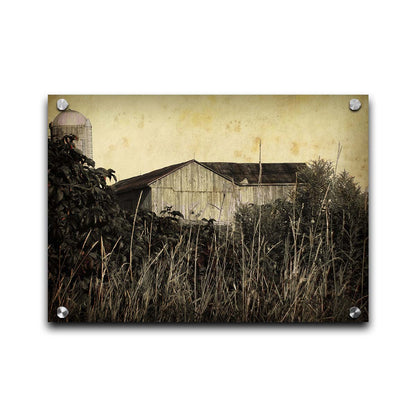 A sepia tone photo of a barn peeking through a foreground of tall grasses and foliage. Printed on acrylic.