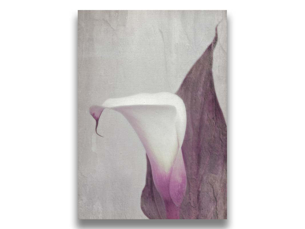 A photo of a calla lily in purple and white against a gray background, overlayed with a weathered texture. Printed on canvas.