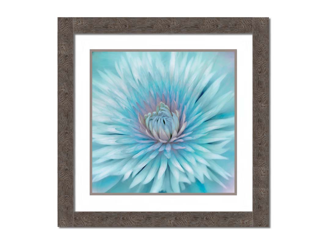 A closeup photo of a clematis flower in blue. Printed on paper, matted, and framed.