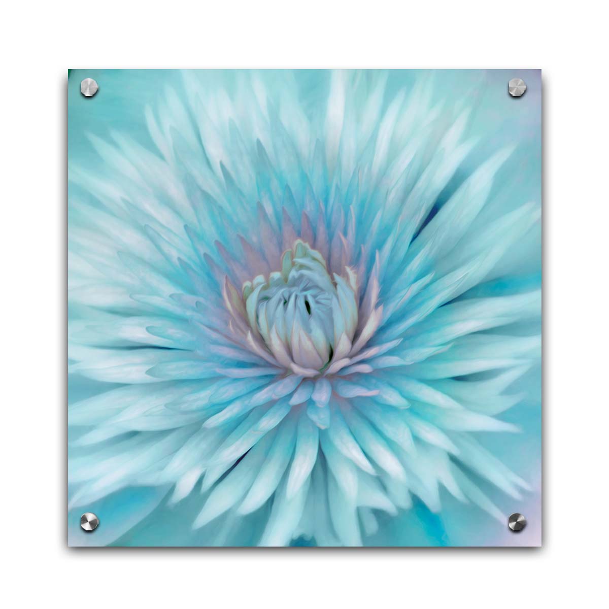 A closeup photo of a clematis flower in blue. Printed on acrylic.