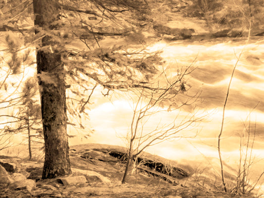 A photo at the bank of a river in sepia, with a tree on the left and a rushing river on the right. 