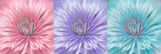 A closeup photo of a clematis flower, repeated and edited into a pink, purple, and blue collage.