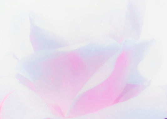 A photo of a flower in pink, blue, and white.