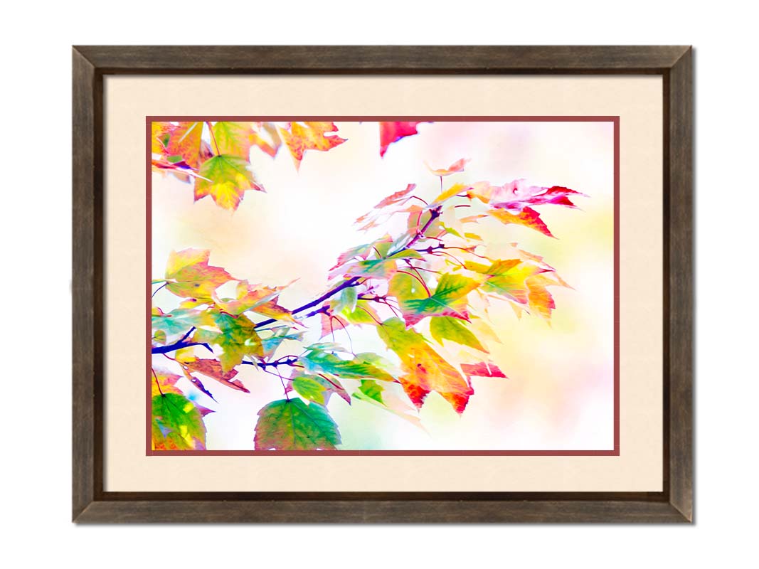 A photo of a branch of leaved turning yellow and red against a bright background. Printed on paper, matted, and framed.