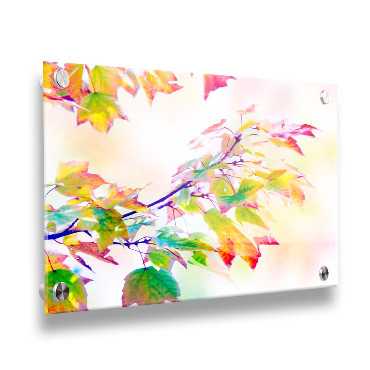 A photo of a branch of leaved turning yellow and red against a bright background. Printed on acrylic.