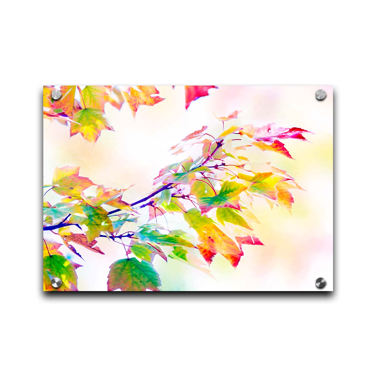 A photo of a branch of leaved turning yellow and red against a bright background. Printed on acrylic.