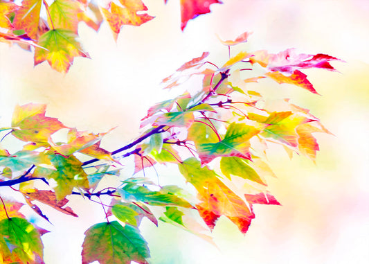 A photo of a branch of leaves turning yellow and red against a bright background.