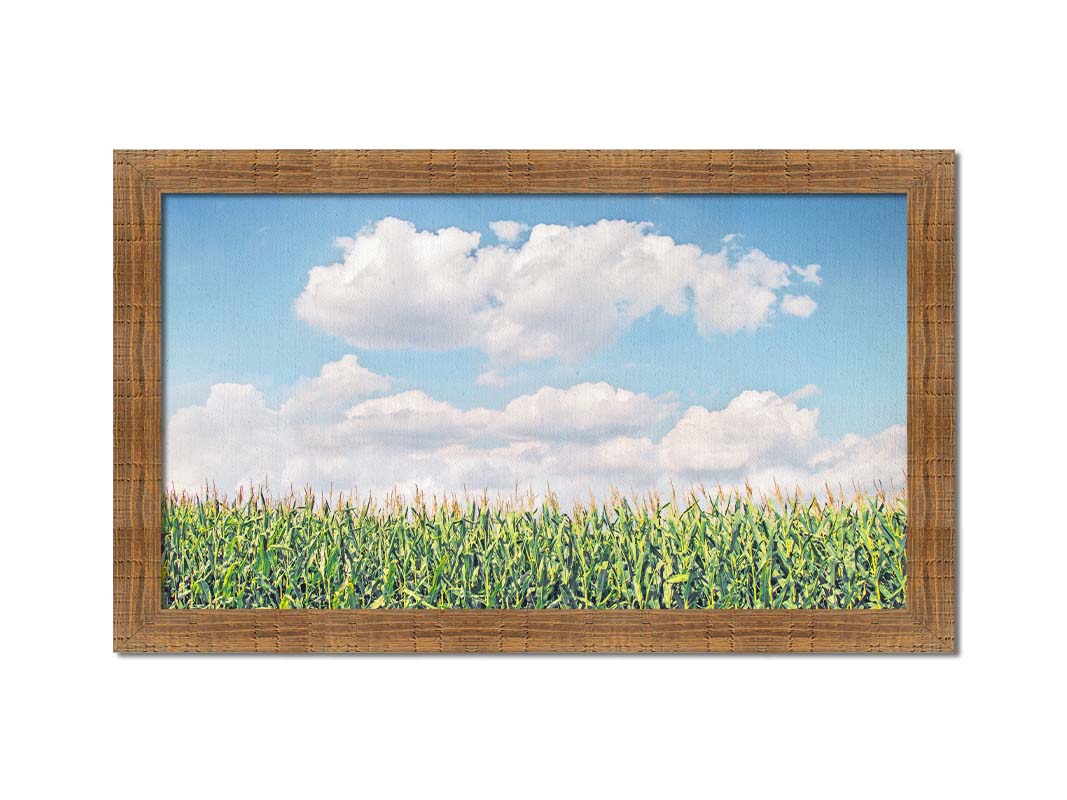 A photo of a corn field under a blue sky with fluffy white clouds. Printed on canvas and framed.