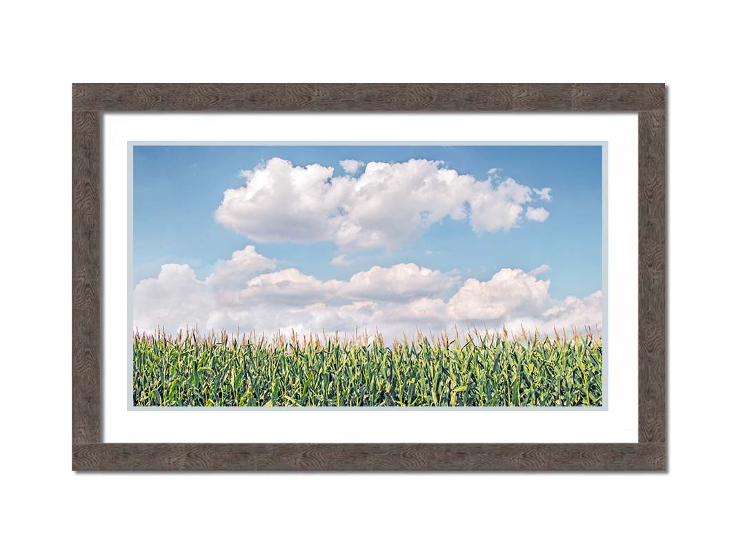 A photo of a corn field under a blue sky with fluffy white clouds. Printed on paper, matted, and framed.