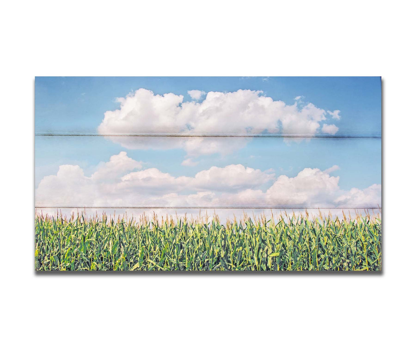 A photo of a corn field under a blue sky with fluffy white clouds. Printed on a box board.