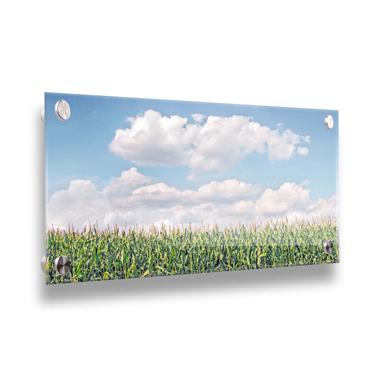 A photo of a corn field under a blue sky with fluffy white clouds. Printed on acrylic.