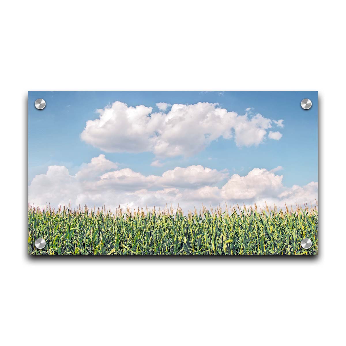 A photo of a corn field under a blue sky with fluffy white clouds. Printed on acrylic.