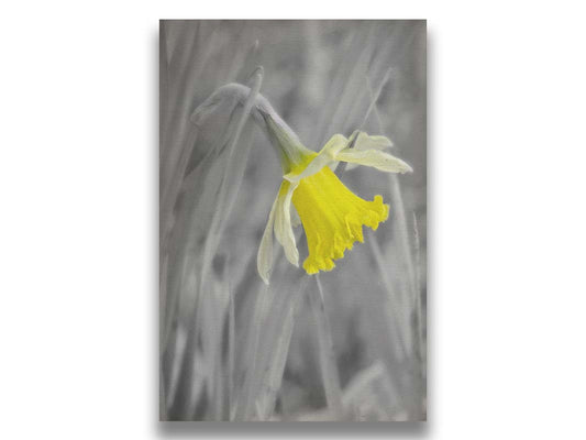 A grayscale photo of a single daffodil, highlighted yellow as the single pop of color in the image. Printed on canvas.