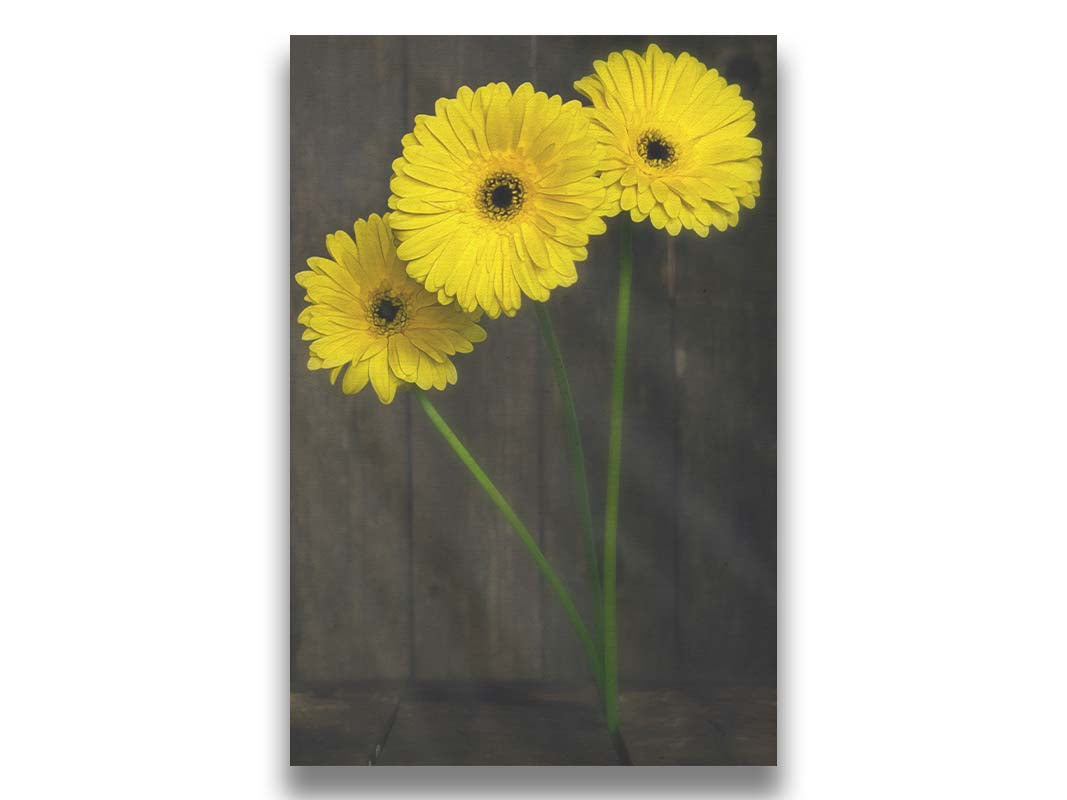 A photo of three yellow daisies growing from between the dark brown planks of the barn floor. It is edited to reflect a painterly style. Printed on canvas.