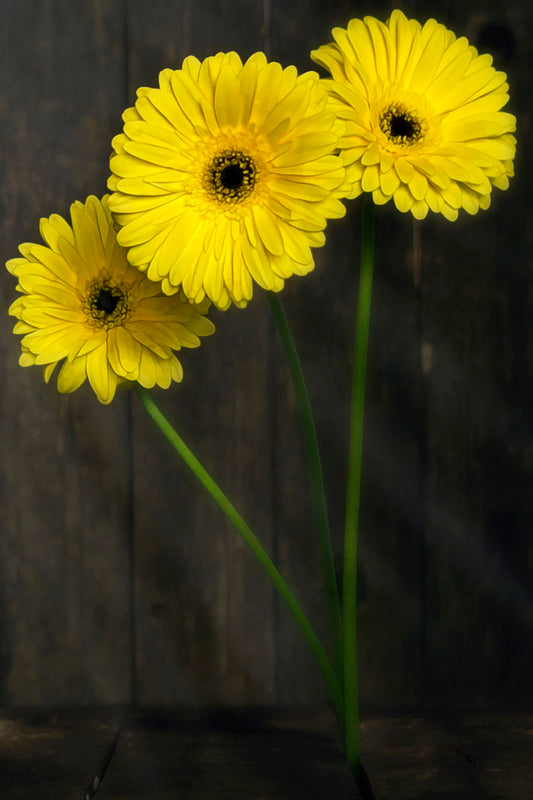 A photo of three yellow daisies growing from between the dark brown planks of the barn floor. It is edited to reflect a painterly style.