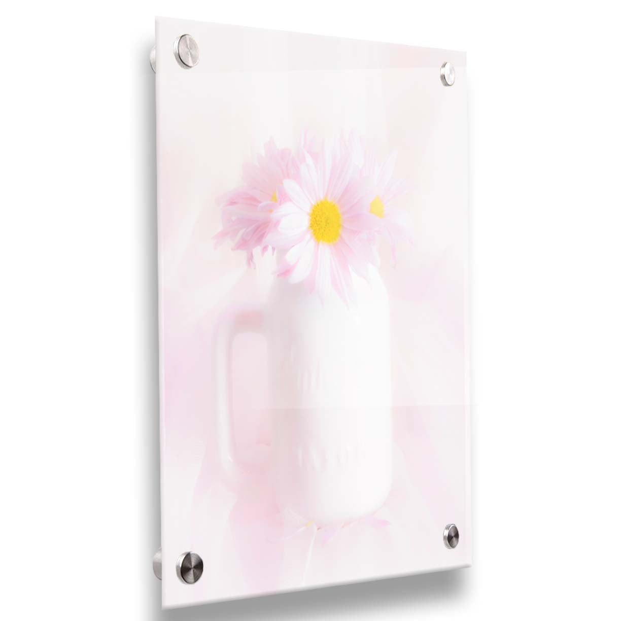 A photo of a white vase with pink daisies in a soft pink background. Printed on acrylic.