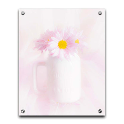 A photo of a white vase with pink daisies in a soft pink background. Printed on acrylic.