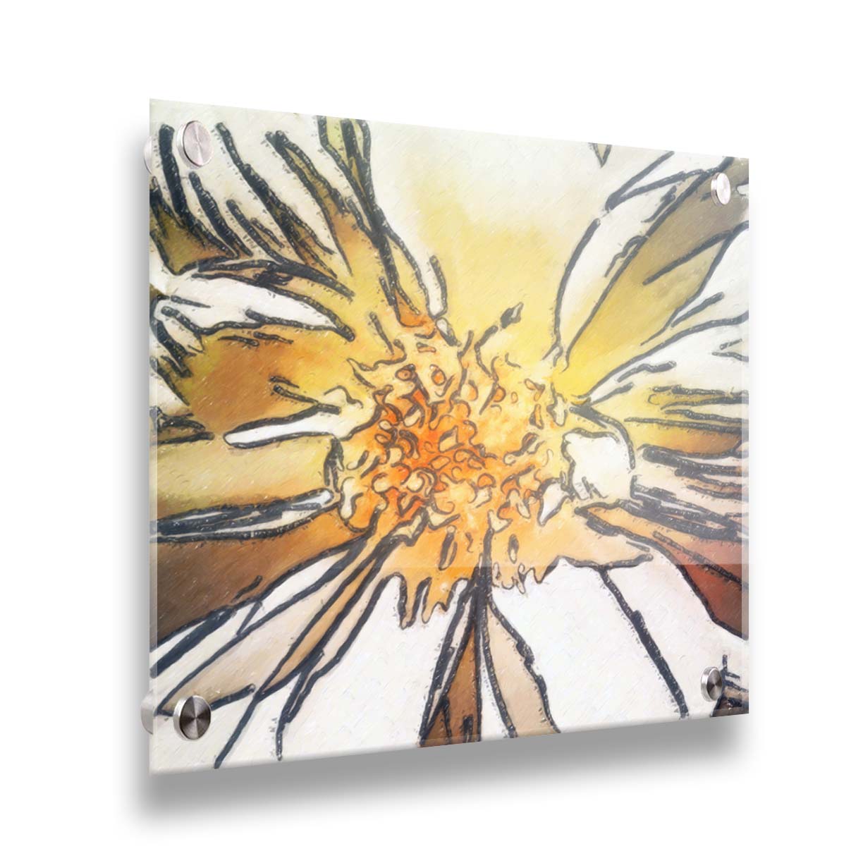 A photograph of a daisy close-up edited in a sharp, graphic style. Printed on acrylic.