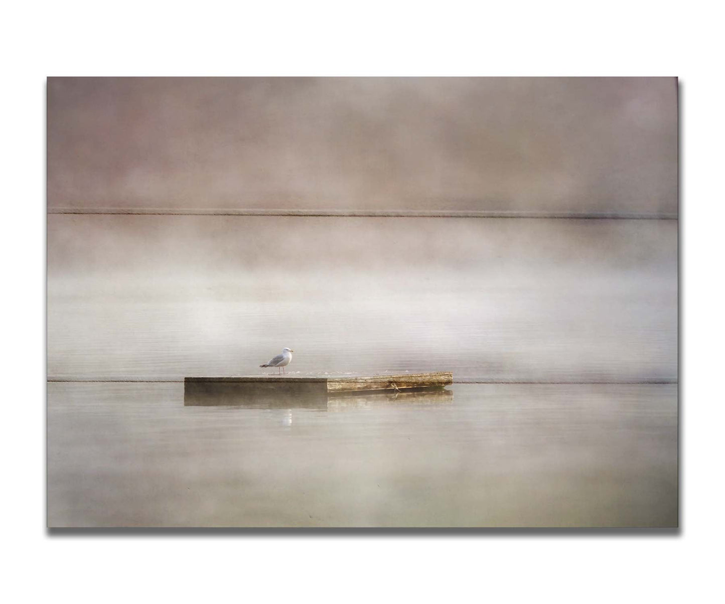 A photo of a seagull standing on a floating dock in the middle of the gray and misty waters. Printed on a box board.