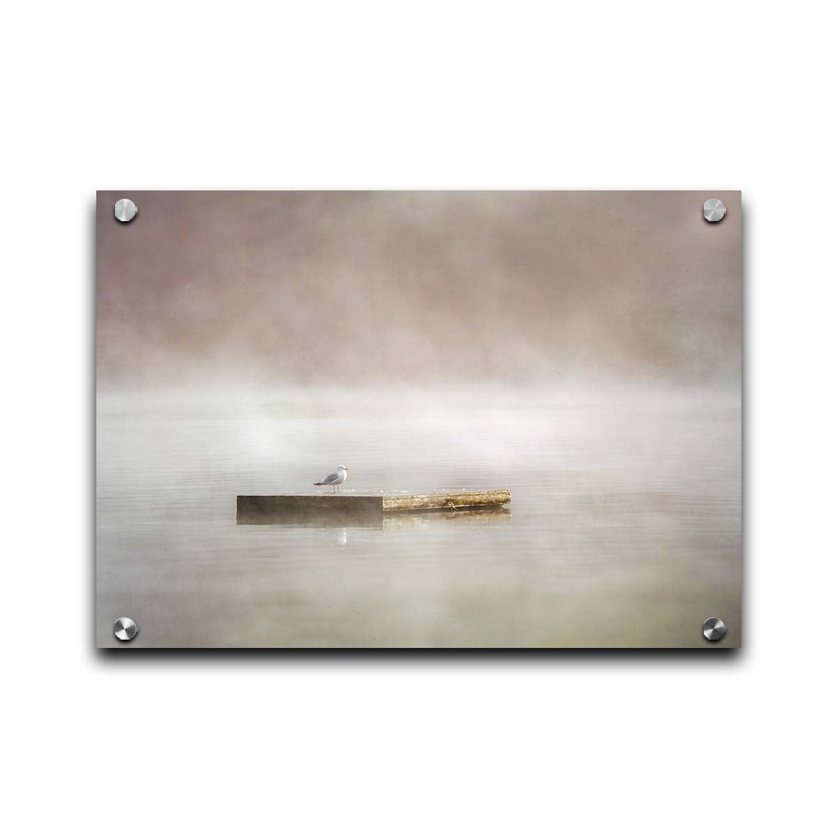 A photo of a seagull standing on a floating dock in the middle of the gray and misty waters. Printed on acrylic.