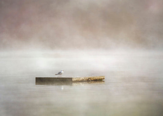A photo of a seagull standing on a floating dock in the middle of the gray and misty waters.