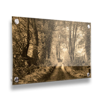 A photo of a dirt road through the woods, the colors edited to a sepia tone. Printed on acrylic.