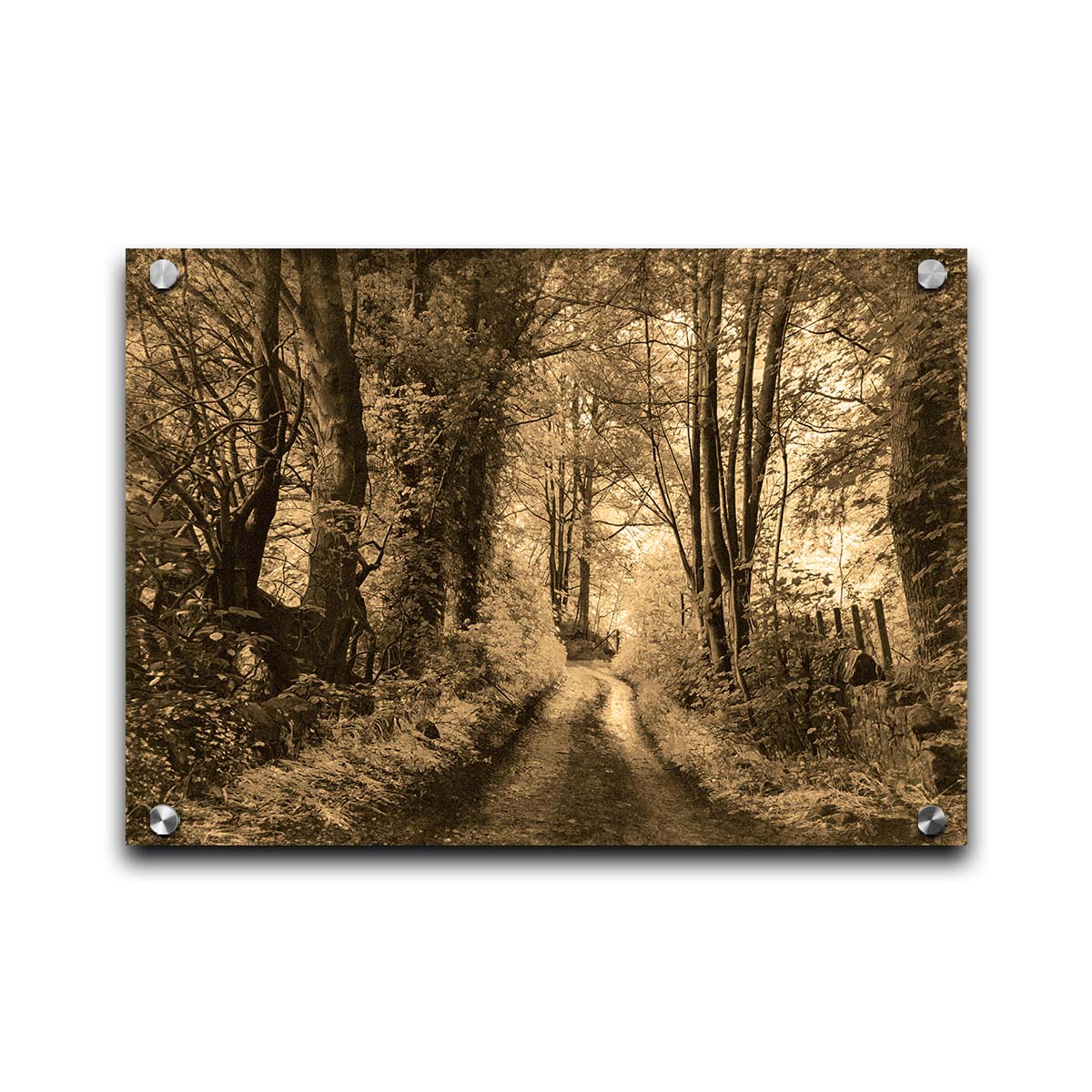 A photo of a dirt road through the woods, the colors edited to a sepia tone. Printed on acrylic.