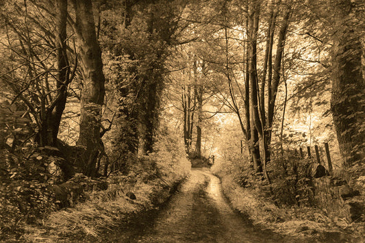 A photo of a dirt road through the woods, the colors edited to a sepia tone. 