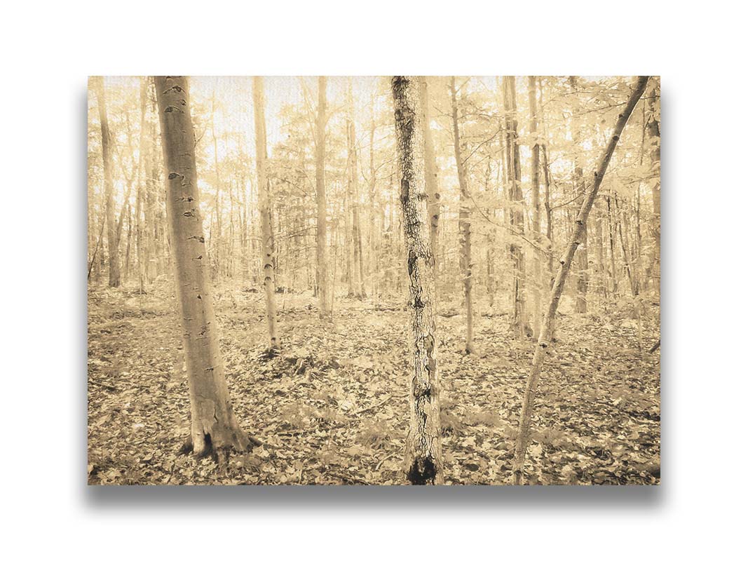 A photo of a forest in the fallwith leaves covering the ground, in a sepia tone. Printed on canvas.