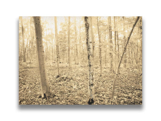 A photo of a forest in the fallwith leaves covering the ground, in a sepia tone. Printed on canvas.