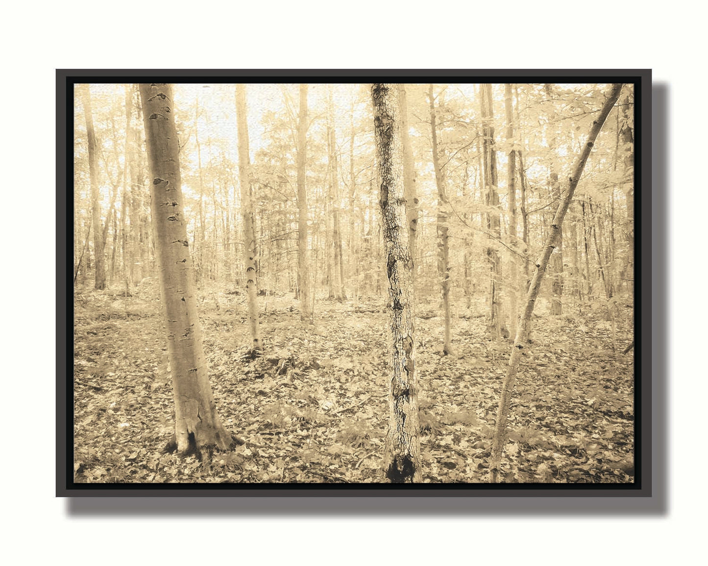 A photo of a forest in the fallwith leaves covering the ground, in a sepia tone. Printed on canvas in a float frame.