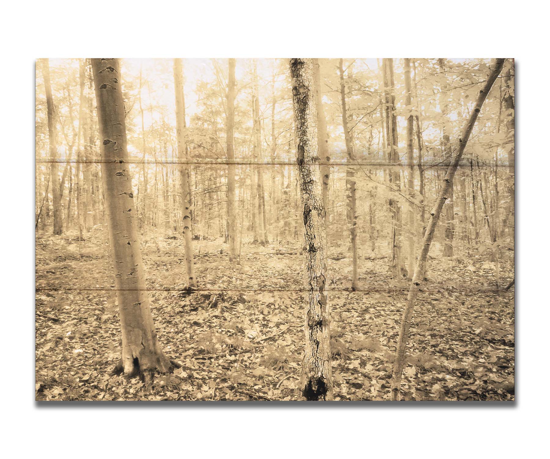 A photo of a forest in the fallwith leaves covering the ground, in a sepia tone. Printed on a box board.