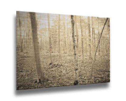 A photo of a forest in the fallwith leaves covering the ground, in a sepia tone. Printed on metal.