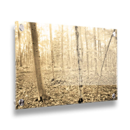 A photo of a forest in the fallwith leaves covering the ground, in a sepia tone. Printed on acrylic.