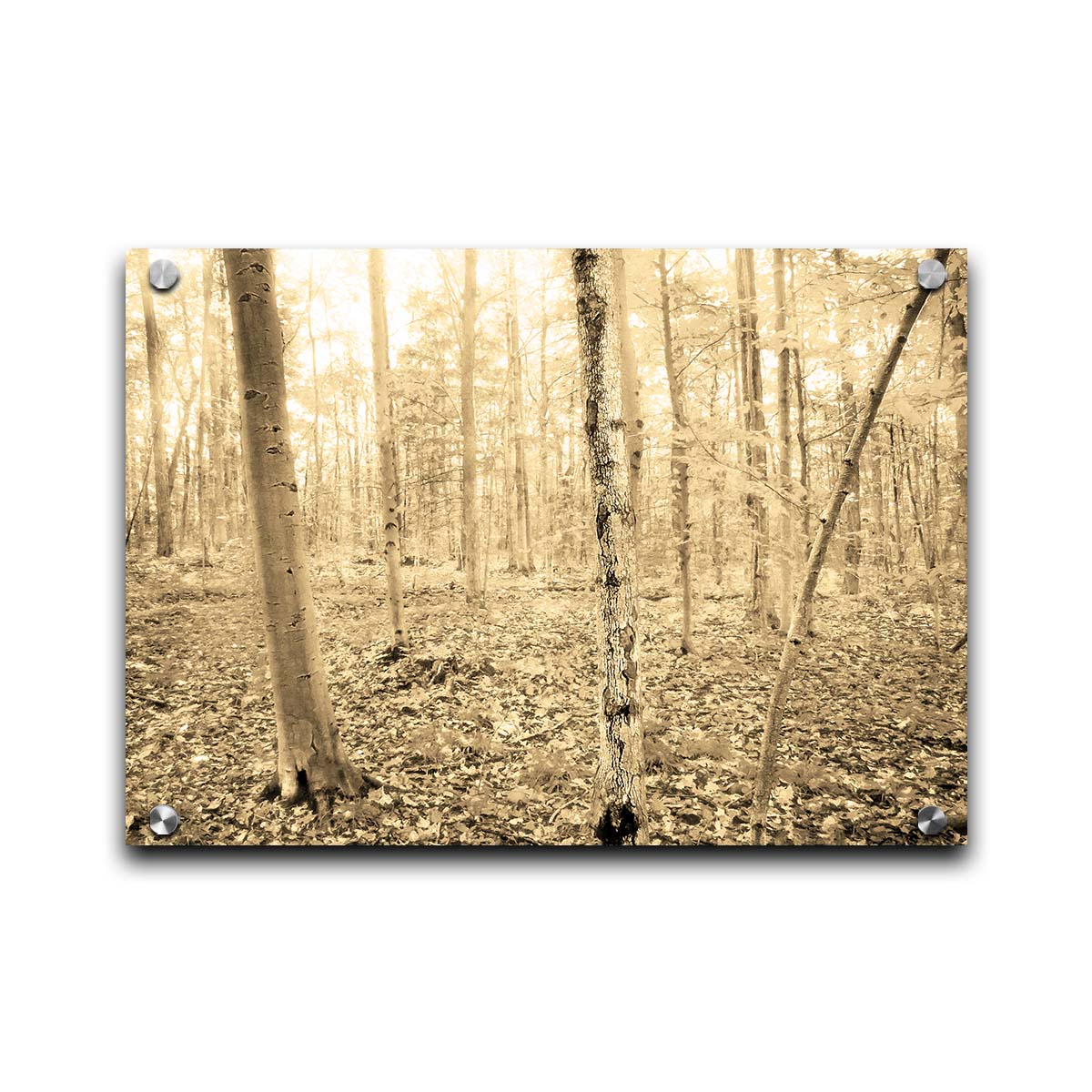 A photo of a forest in the fallwith leaves covering the ground, in a sepia tone. Printed on acrlyic.