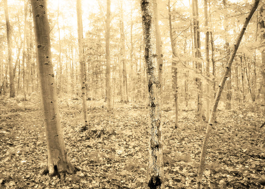 A photo of a forest in the fall with leaves covering the ground, in a sepia tone. 