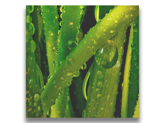 A close-up photo of dew beads on green plants in high detail. Printed on canvas.