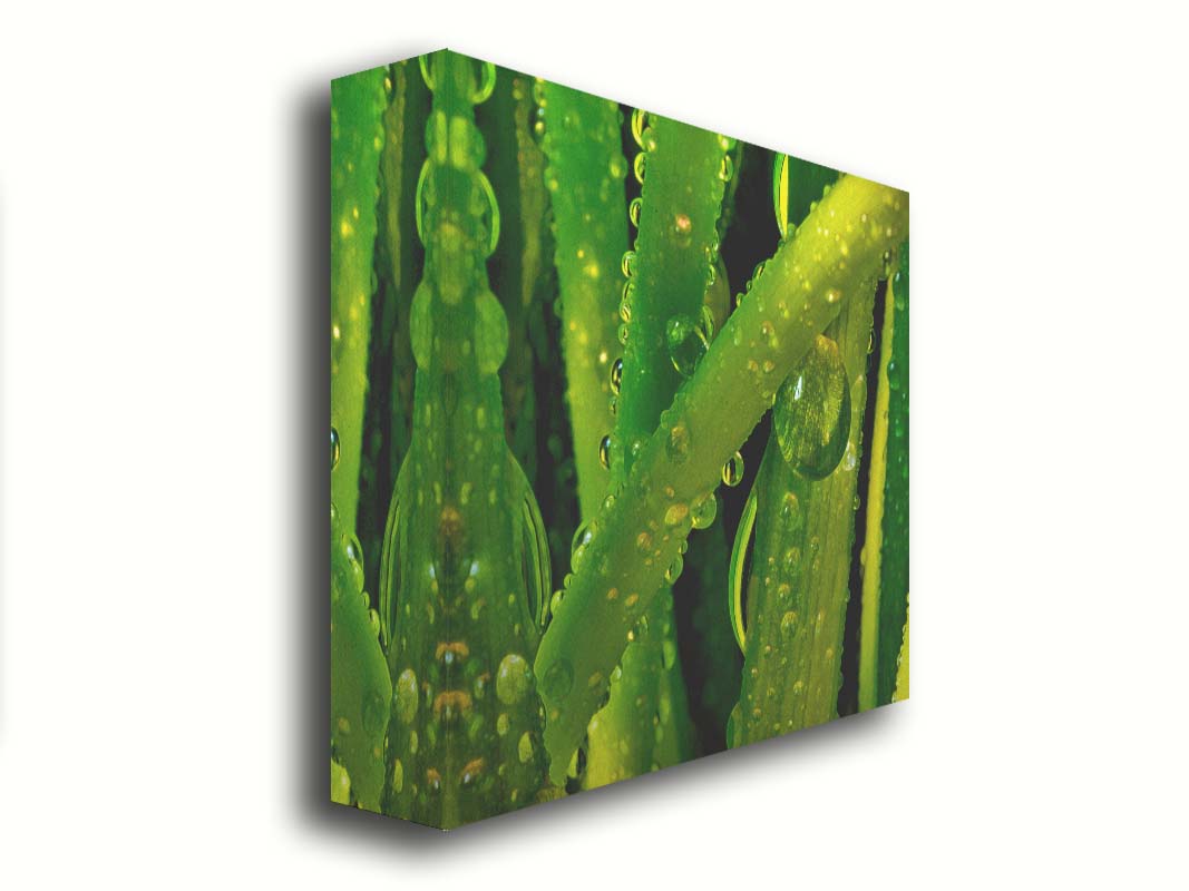 A close-up photo of dew beads on green plants in high detail. Printed on canvas.