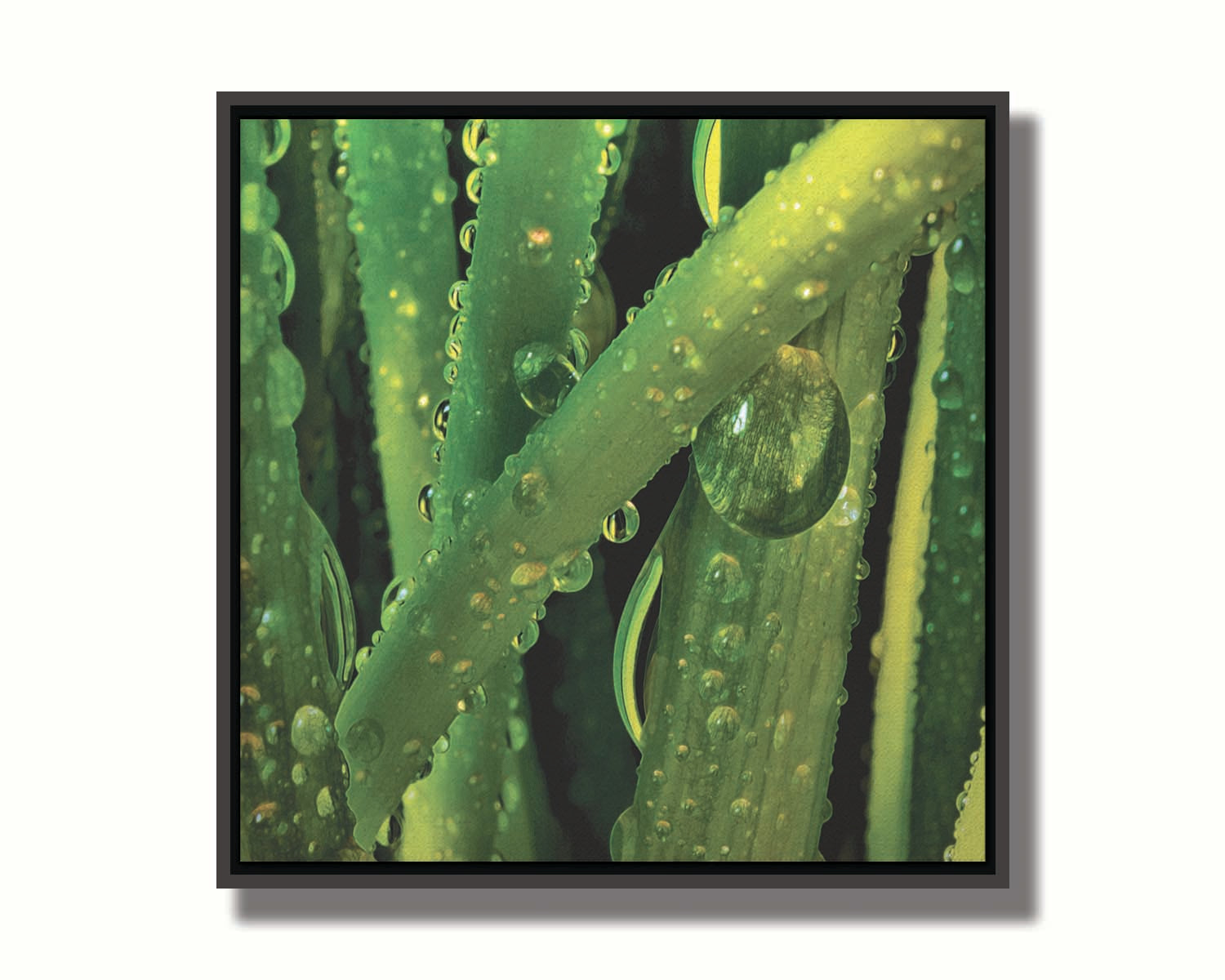 A close-up photo of dew beads on green plants in high detail. Printed on canvas in a float frame.