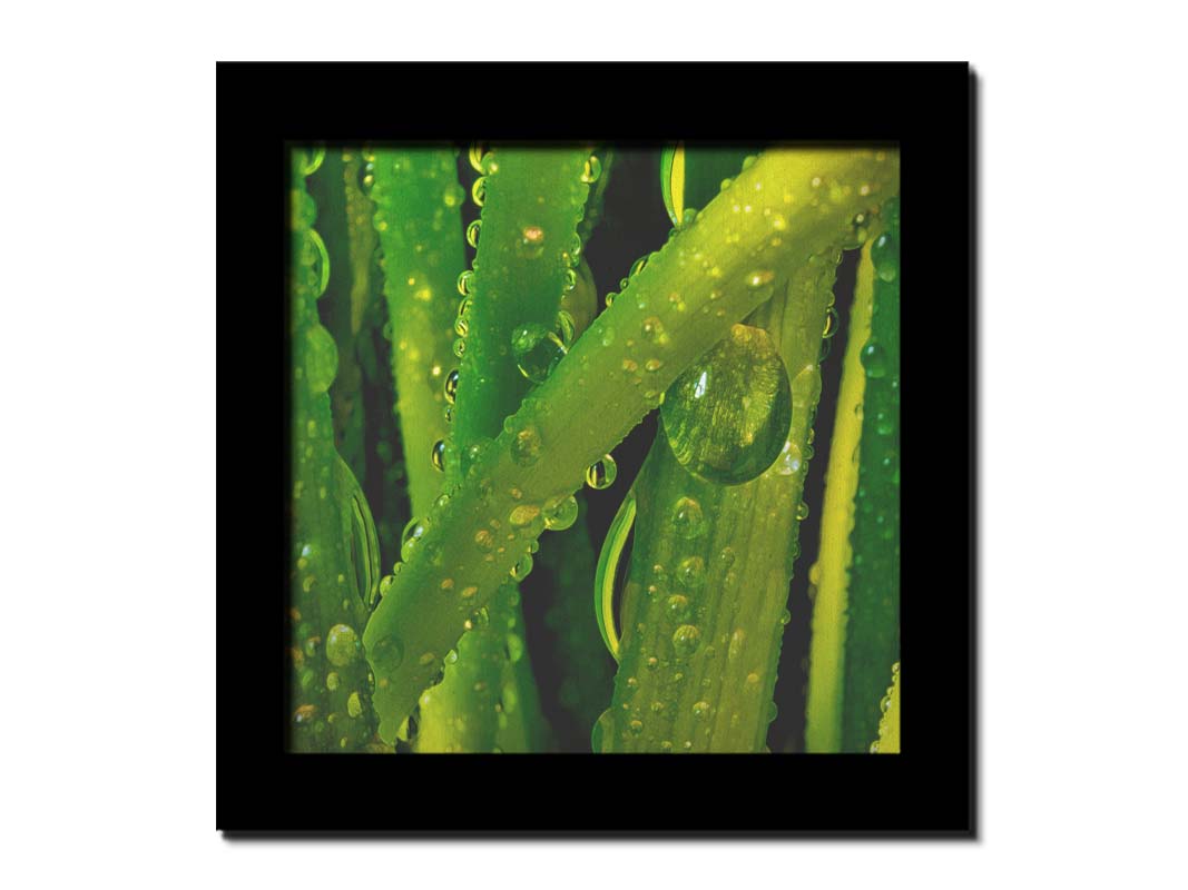 A close-up photo of dew beads on green plants in high detail. Printed on canvas and framed.