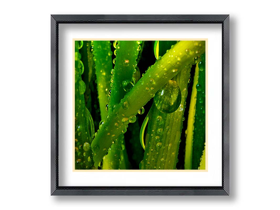 A close-up photo of dew beads on green plants in high detail. Printed on paper, matted, and framed.