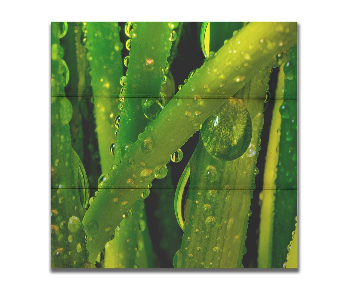 A close-up photo of dew beads on green plants in high detail. Printed on a box board.