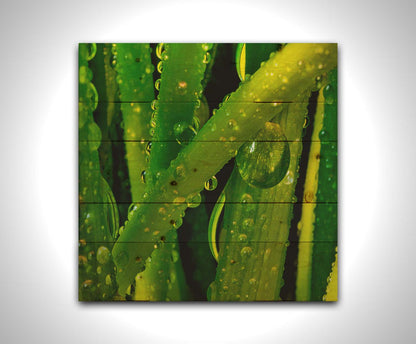 A close-up photo of dew beads on green plants in high detail. Printed on a wood pallet.