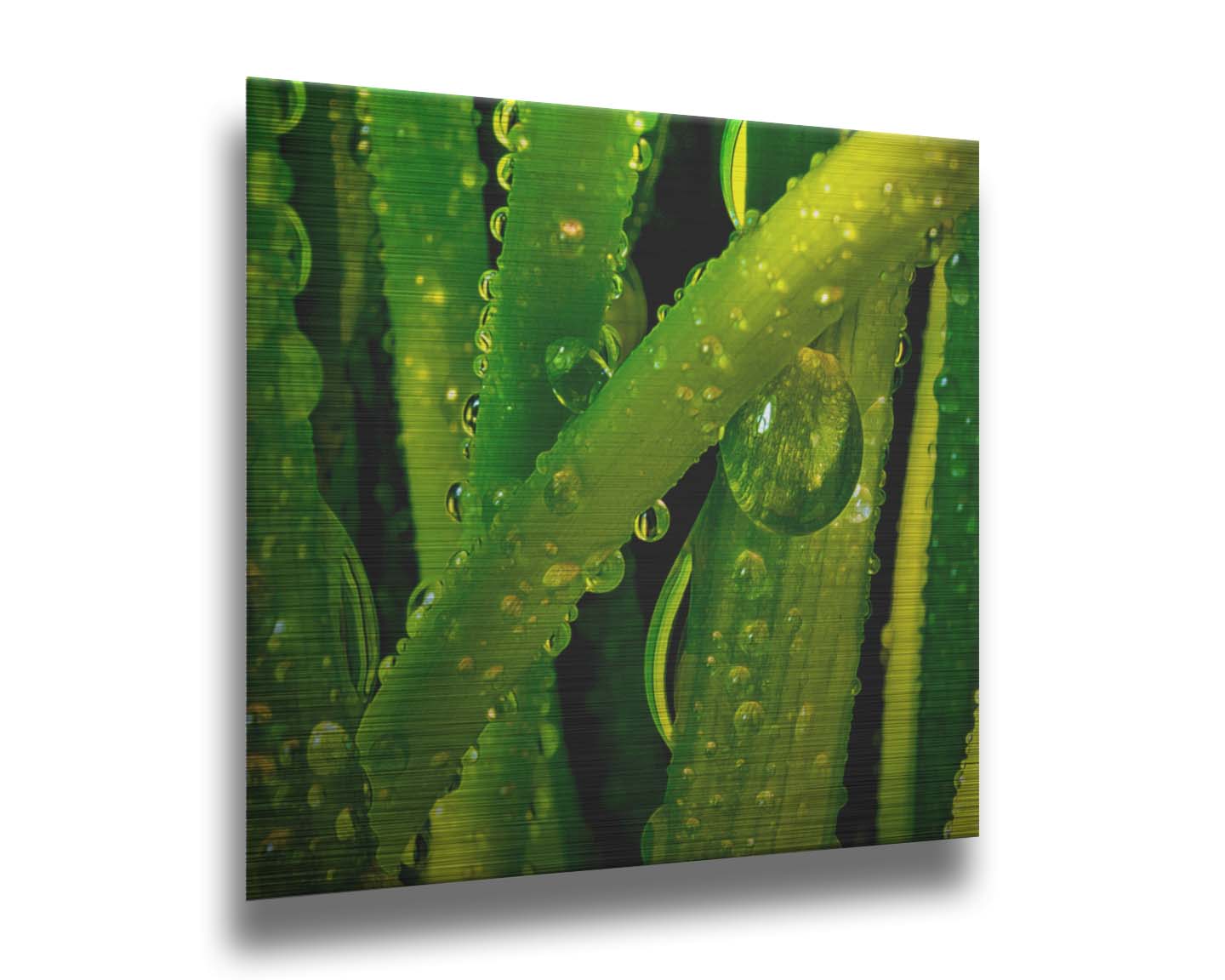 A close-up photo of dew beads on green plants in high detail. Printed on metal.