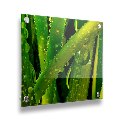 A close-up photo of dew beads on green plants in high detail. Printed on acrylic.