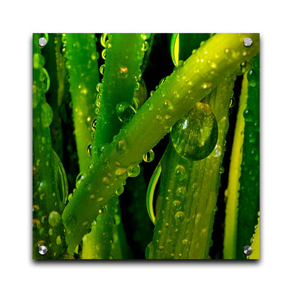 A close-up photo of dew beads on green plants in high detail. Printed on acrylic.