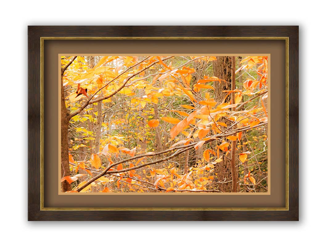 A photo close-up on tree branches covered in orange and yellow leaves. Printed on paper, matted, and framed.