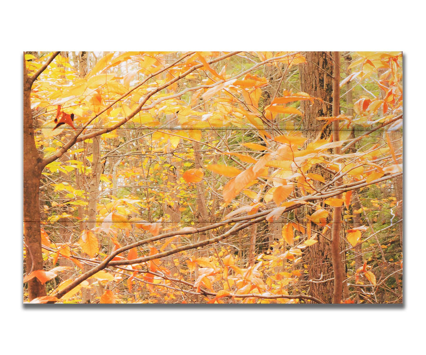 A photo close-up on tree branches covered in orange and yellow leaves. Printed on a box board.