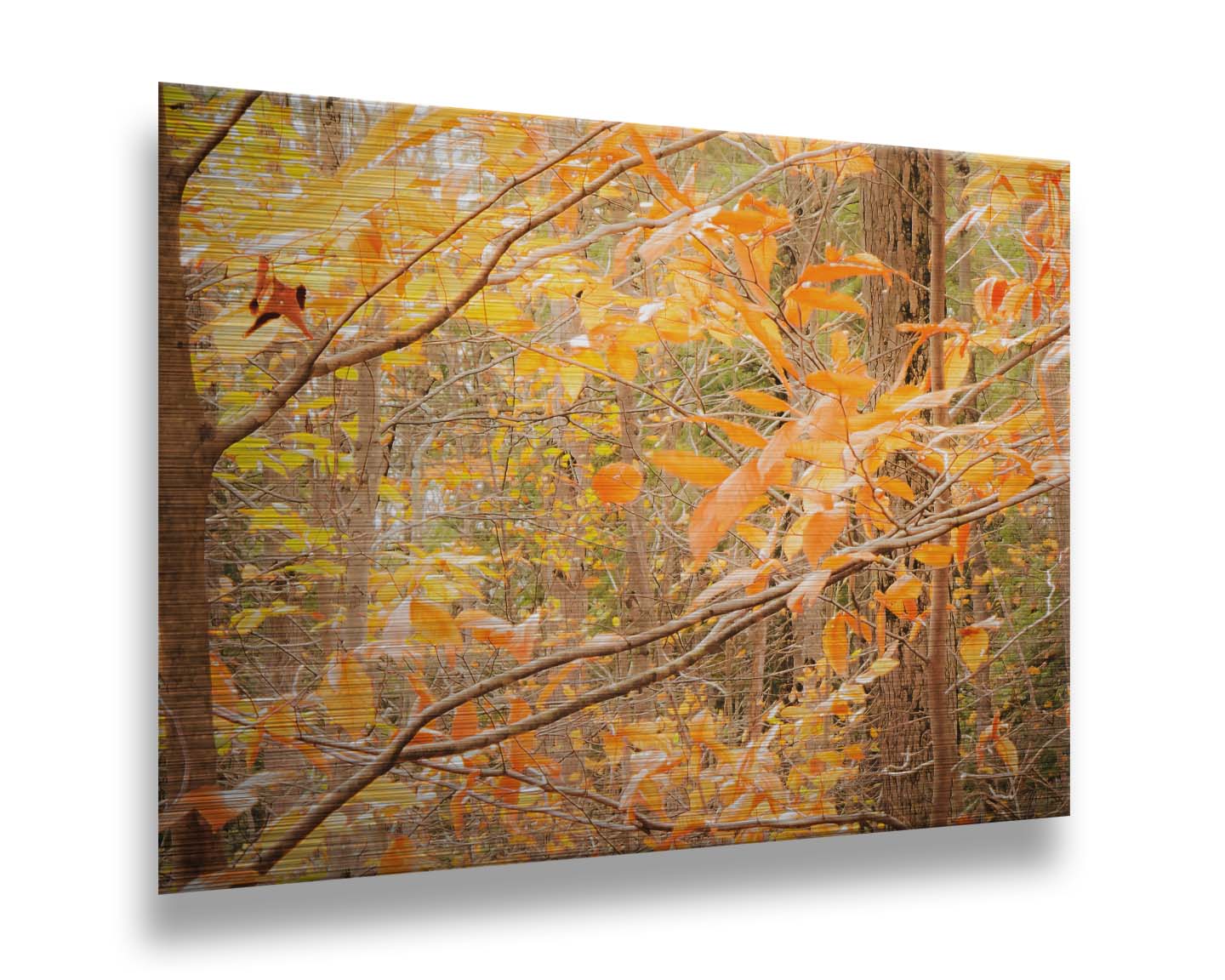 A photo close-up on tree branches covered in orange and yellow leaves. Printed on metal.